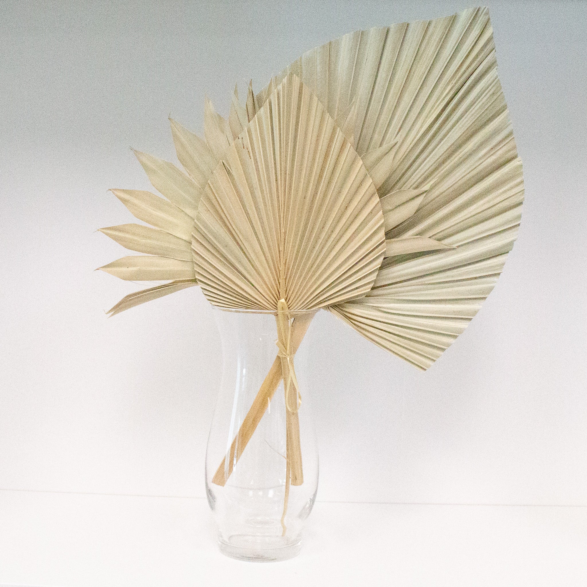 Dried Beige Palm Fan Leaves 14", 16", 18" (Set of 3) - Ellie's Party Supply